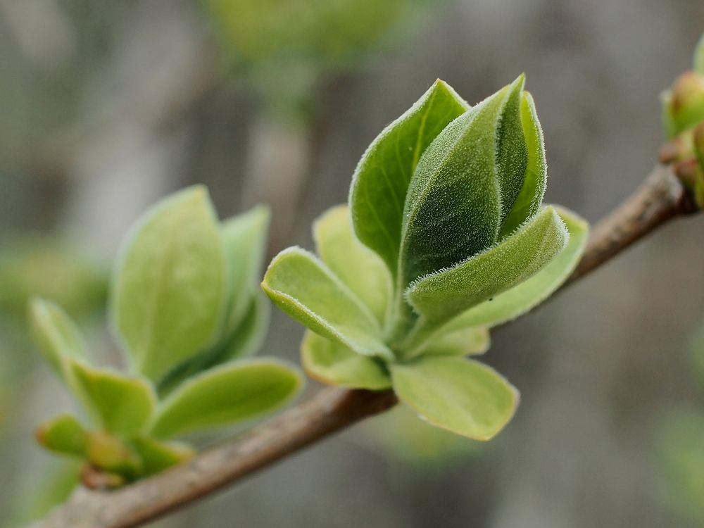 Дыхание весны