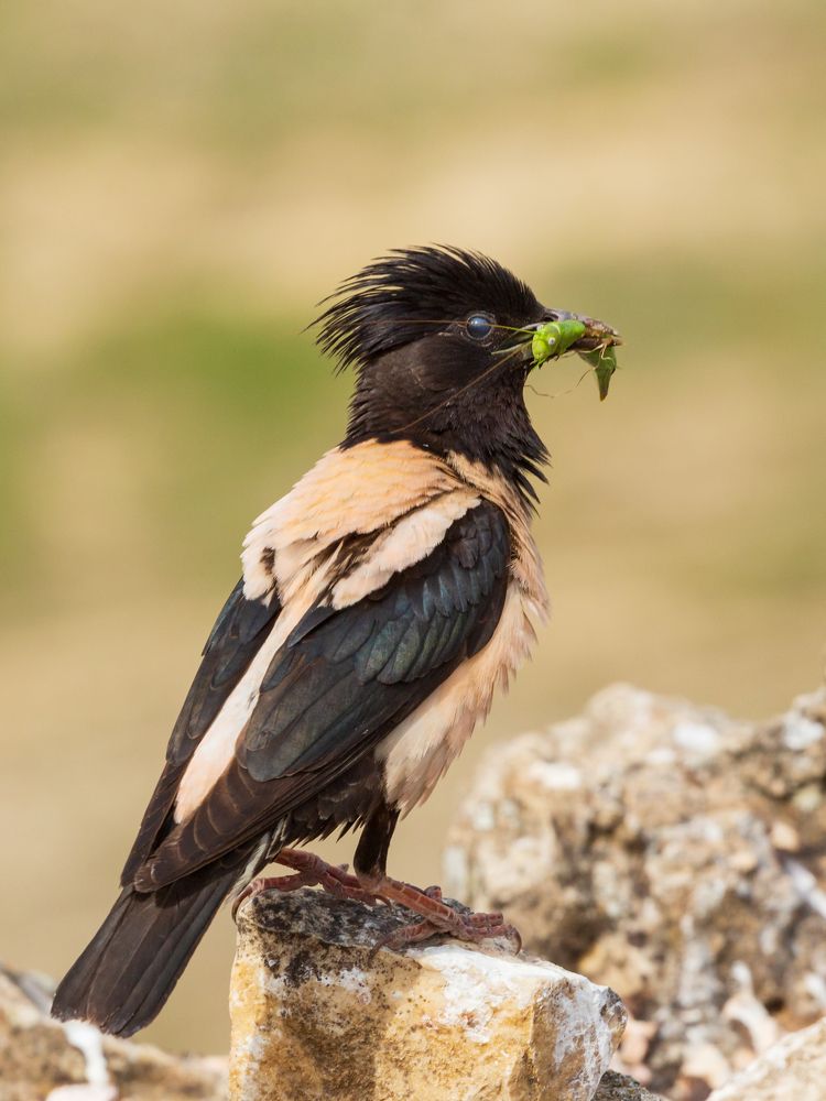 Rosy Starling with a snack.