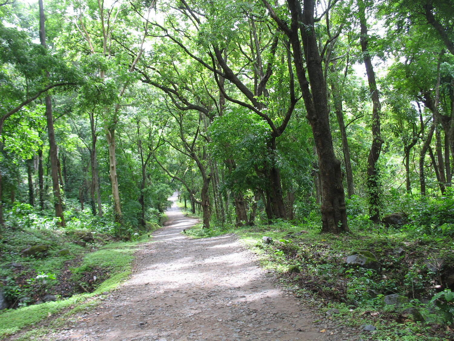 Landscape view of Passage into the Dense Forest
