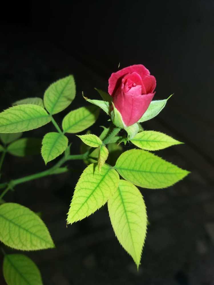 Rose