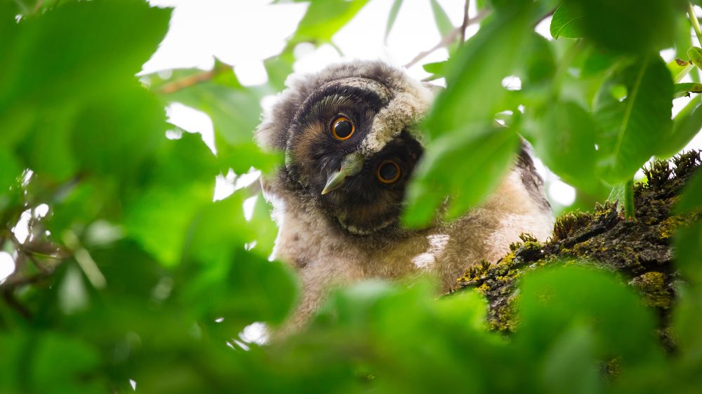 Любопытство