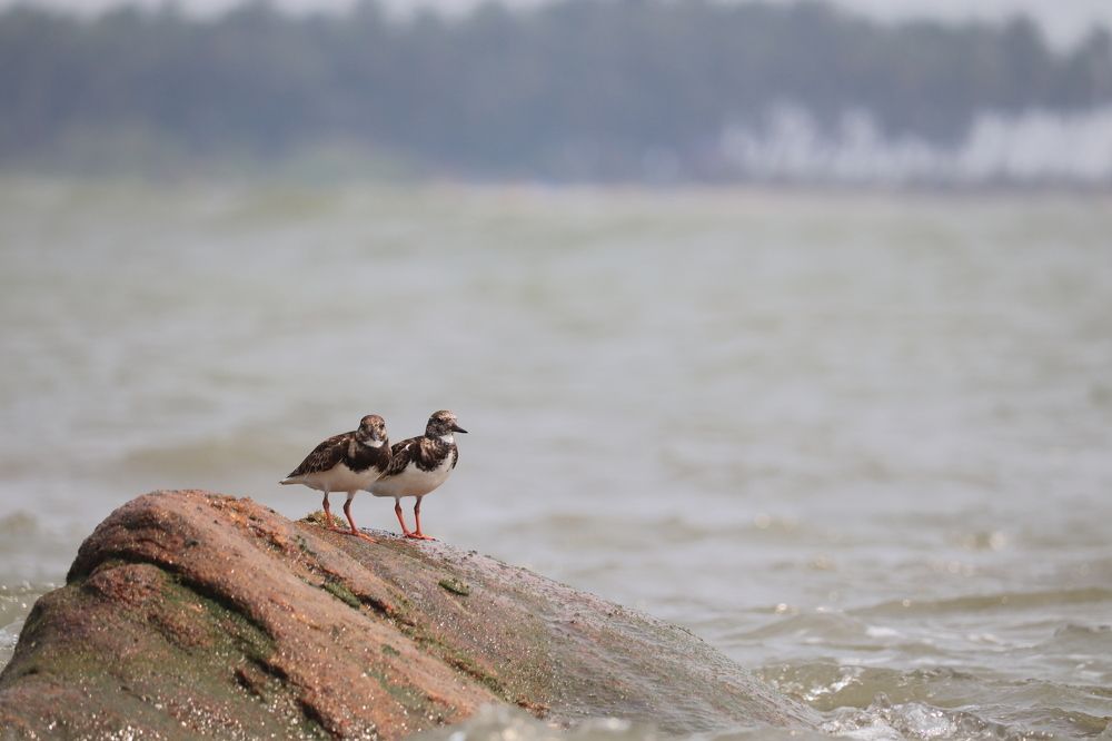 birds