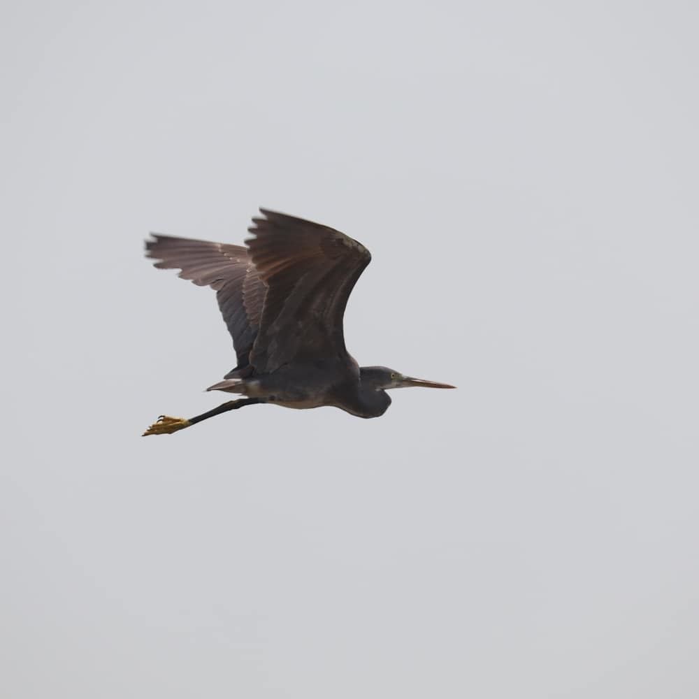 bird