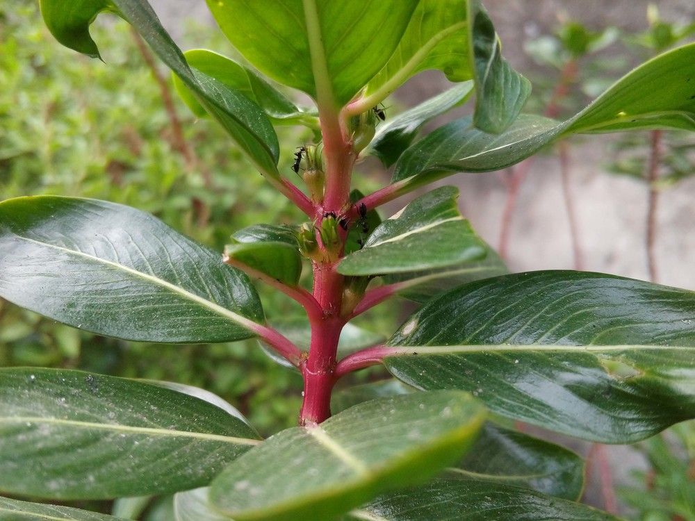 Nature Photo