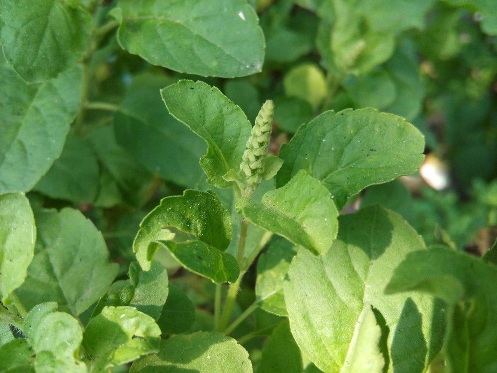 Nature Photo