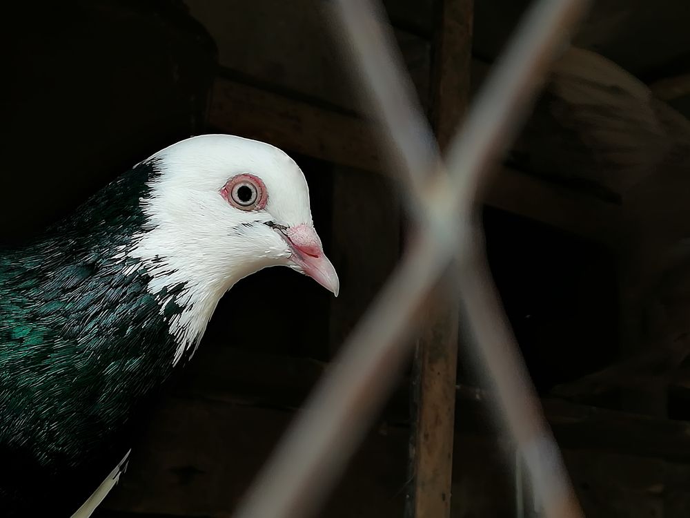 My Pigeon