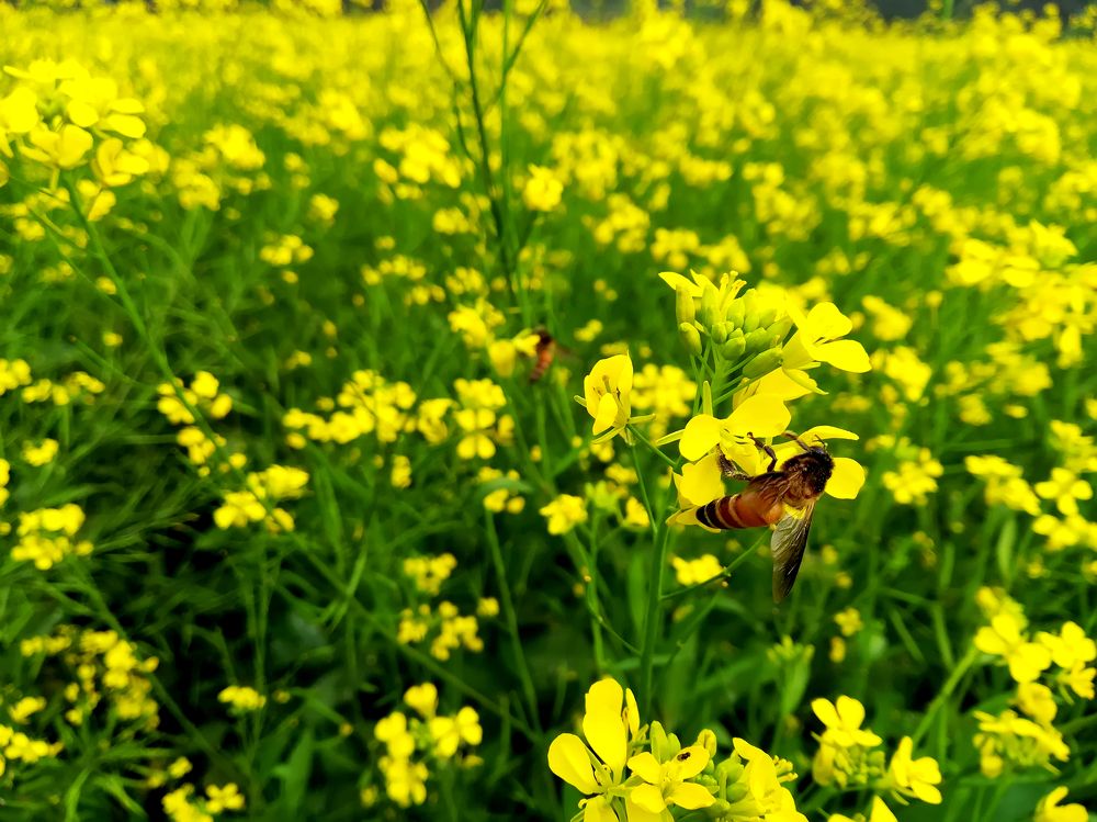 Mustard Flower