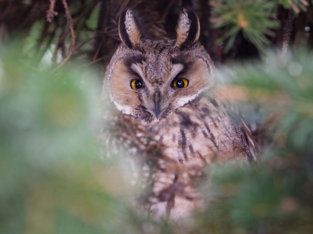 Photograph by Алексей Петров