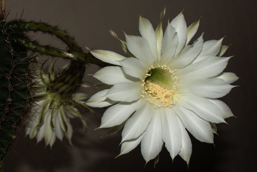 Echinopsis