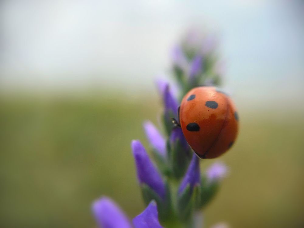beetle ladybug