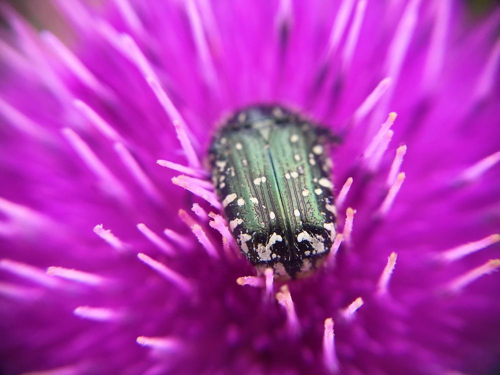 beetle on a pink flower Carduus
