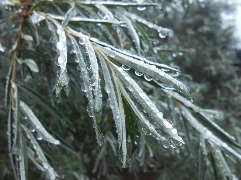 После дождя