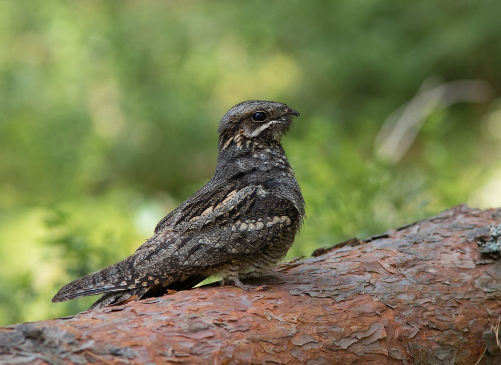 Козодой обыкновенный
