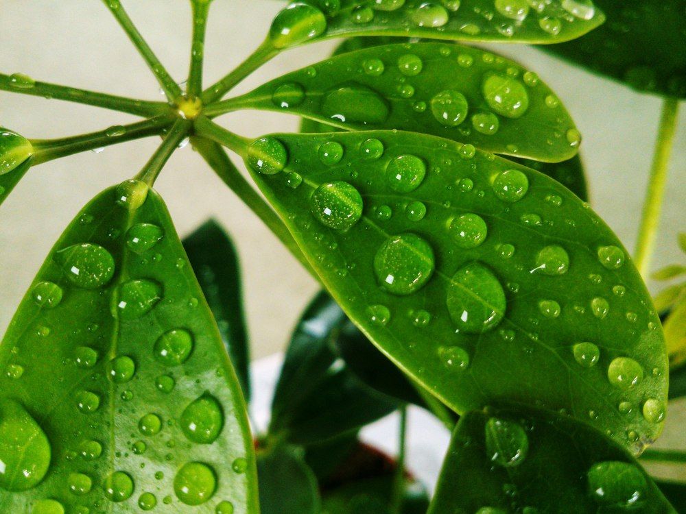 Цветы после дождя