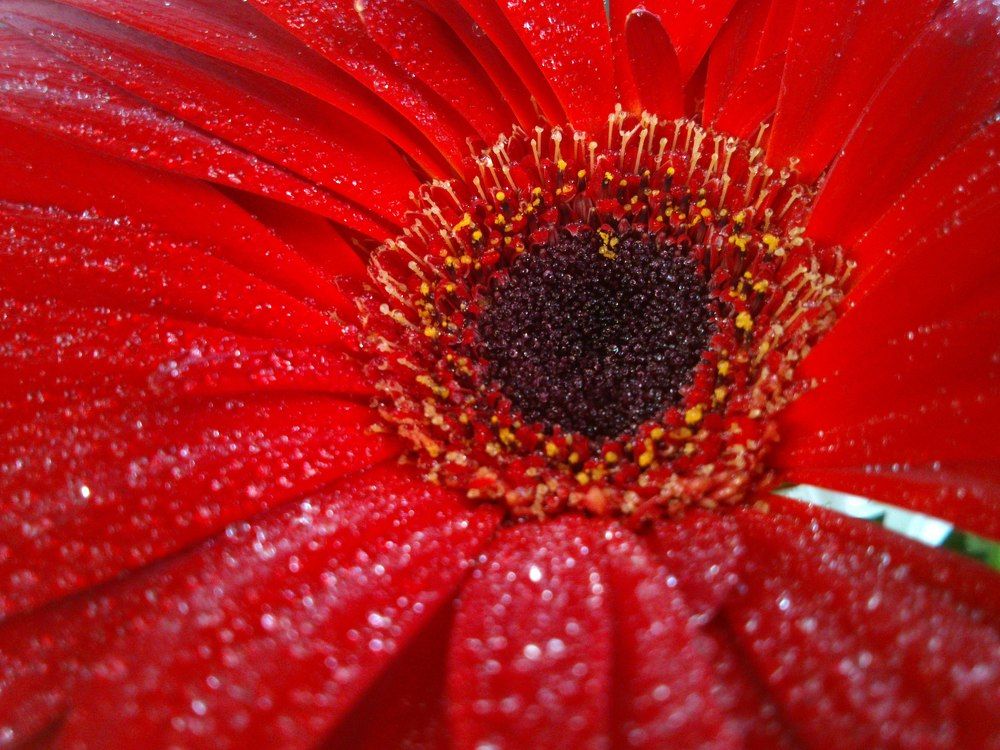 Цветок после дождя