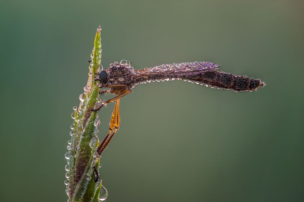 Богатырский сон