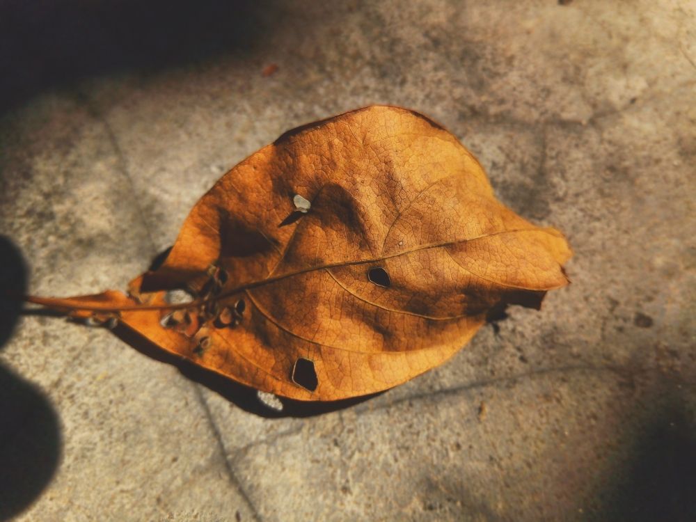 Fallen leaves