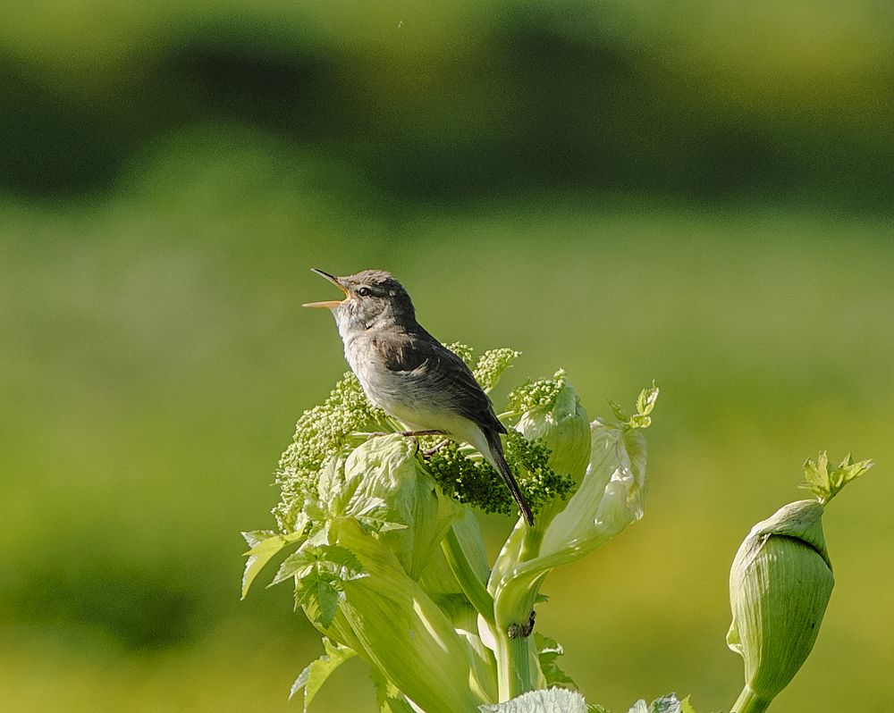 утренняя трель.
