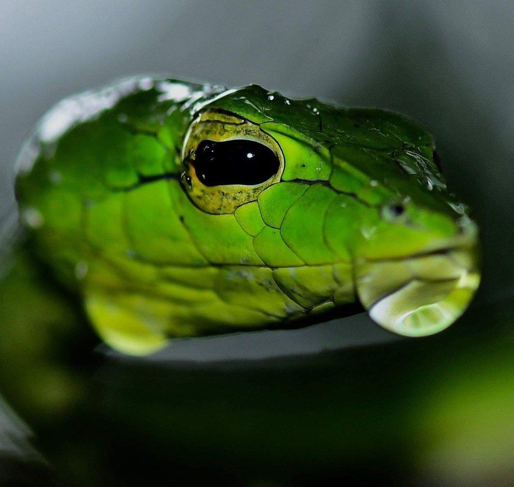 Eyes of the rainforest