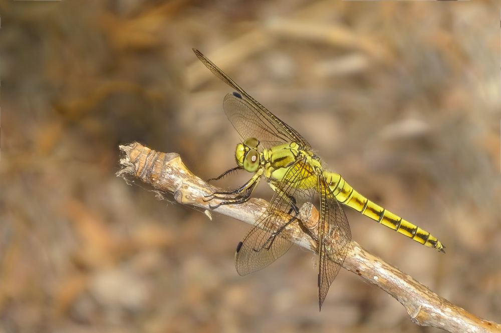 Yellow dragonfly