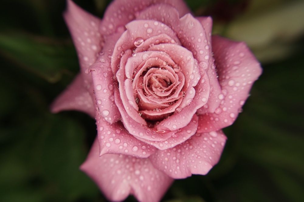 Beautiful rose