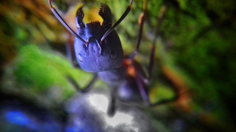 Hungry Ant
