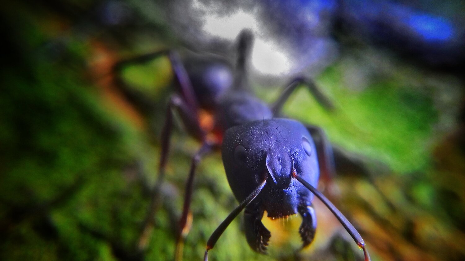 Hungry Ant