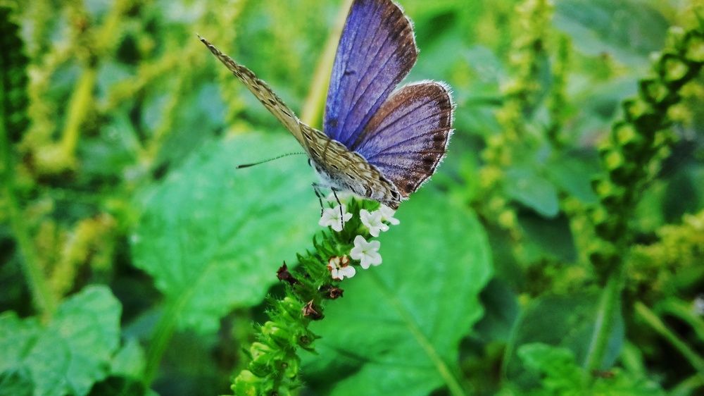 Hungary Butterfly