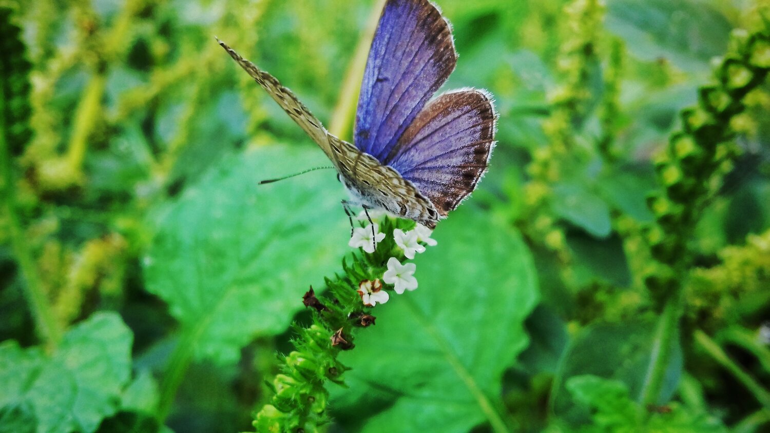 Hungary Butterfly