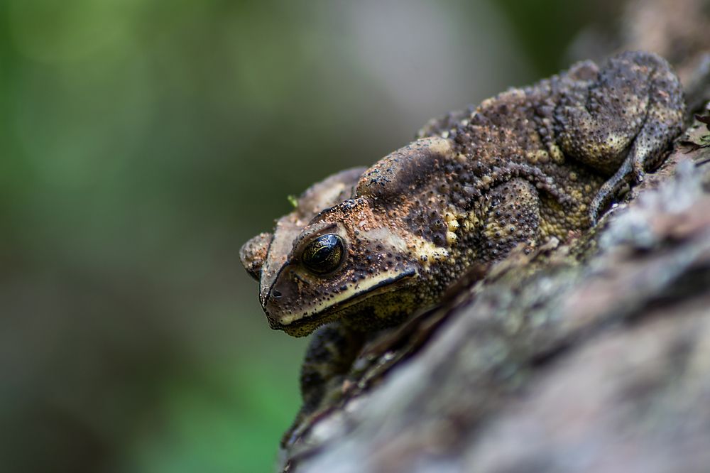 Duttaphrynus melanostictus