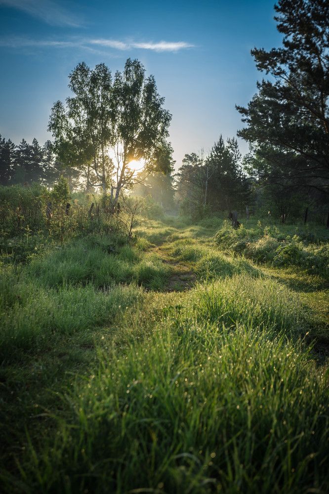 Береза на рассвете.