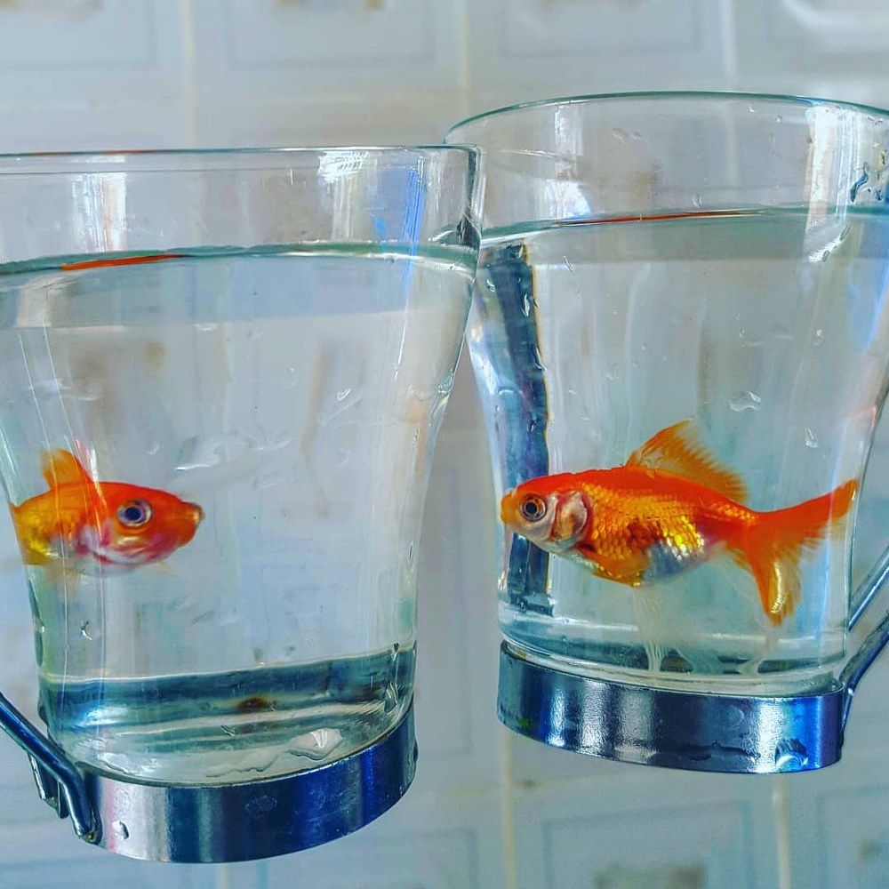 fish cocktail