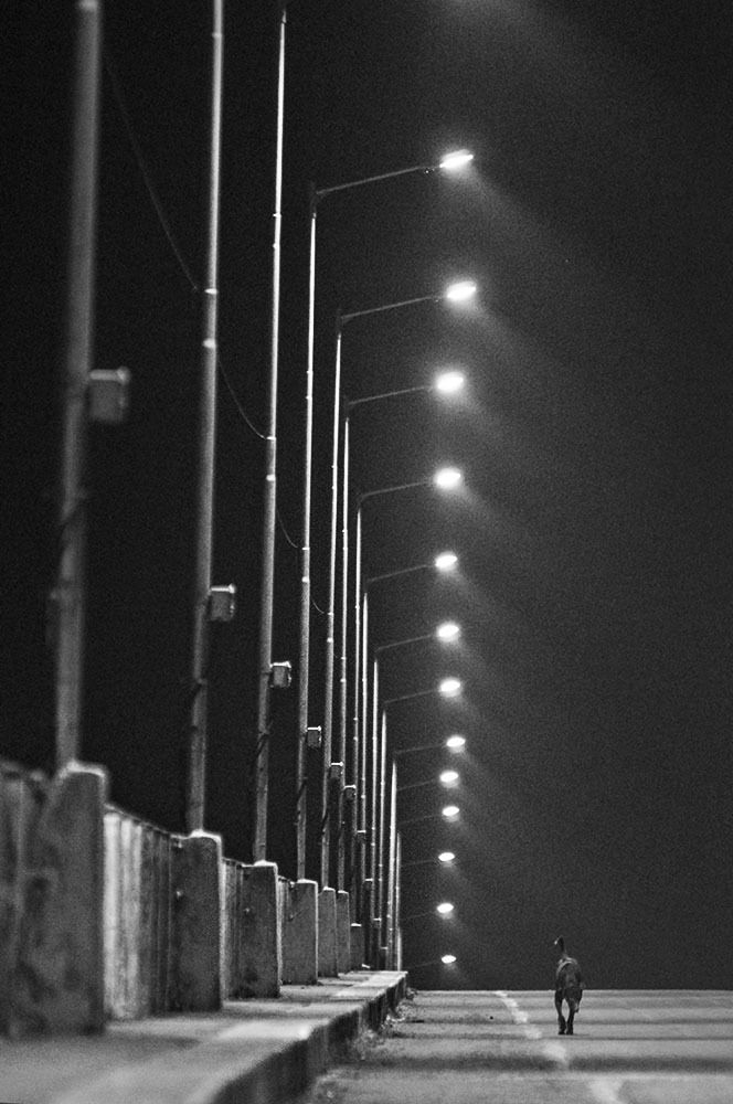 Одинокий друг