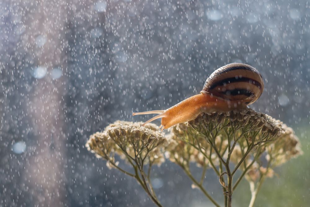 Под дождем!