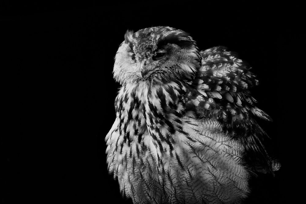 Портреты птиц