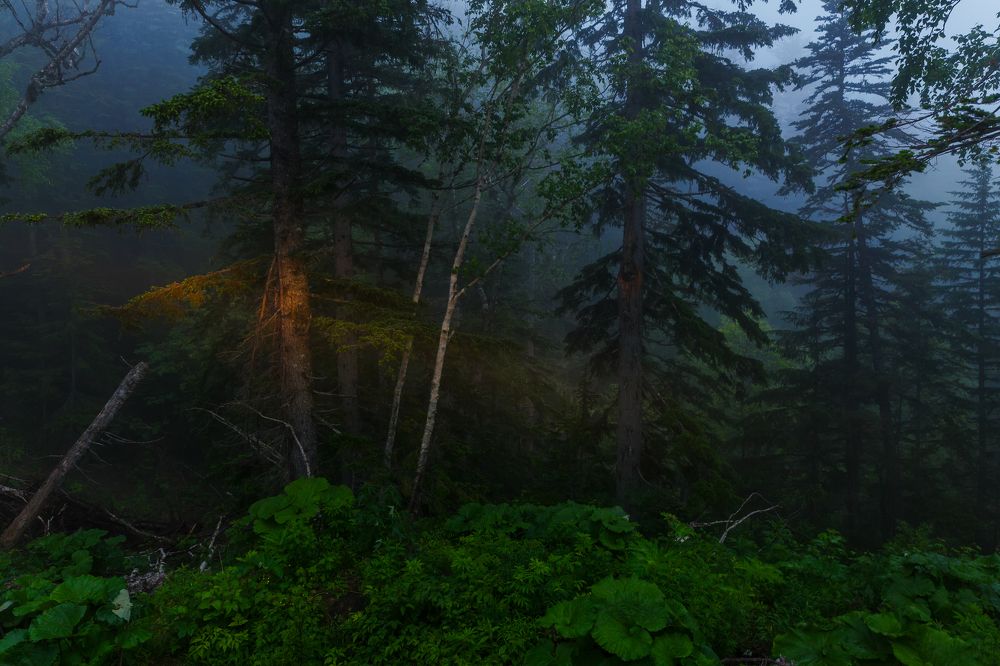 В гостях у лешего