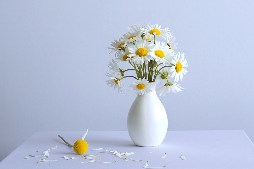 Любит - не любит (likes not likes)