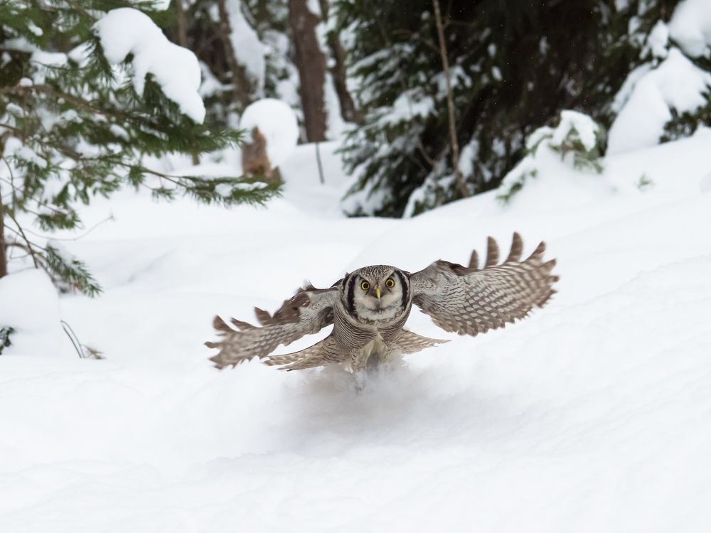 Ястребиная сова
