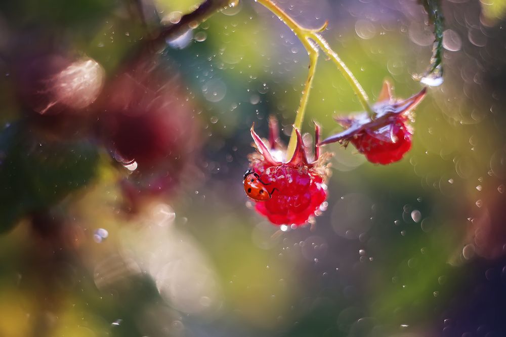 Фотография автора Анастасия Колесникова