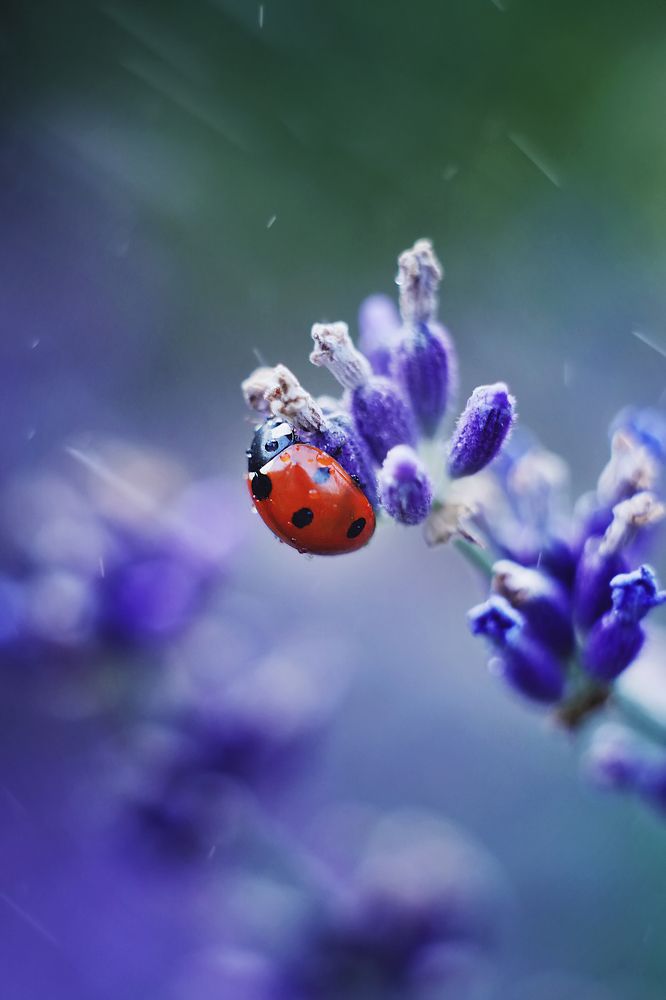 Фотография автора Анастасия Колесникова