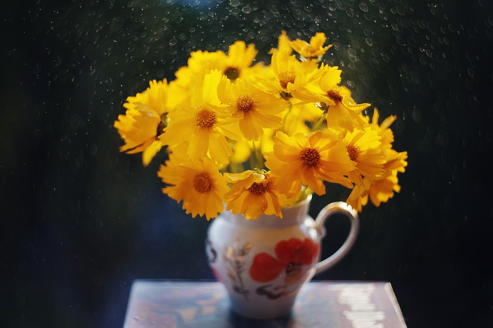 Фотография автора Анастасия Колесникова