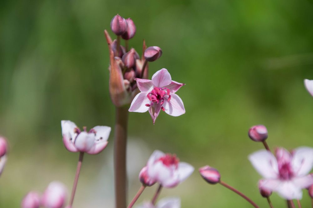 сусак зонтичный