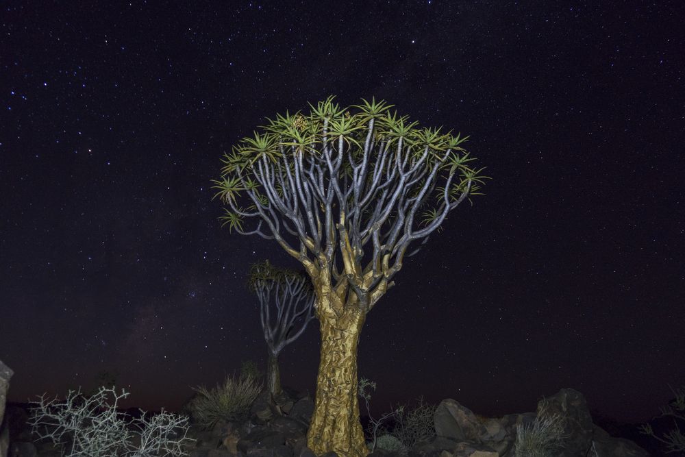 Namibia Quivertree Foresst Rest Camp