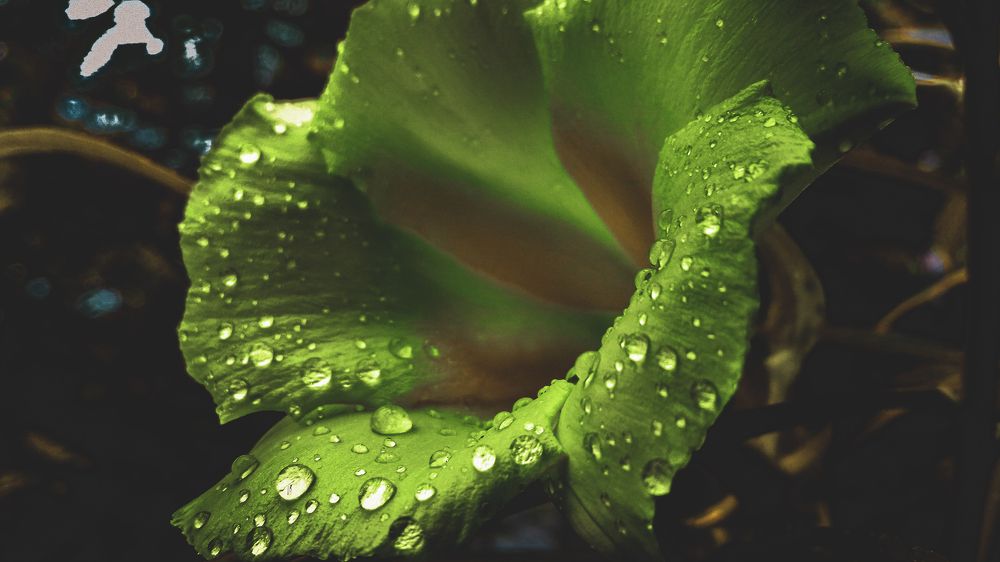 Hue Flower.