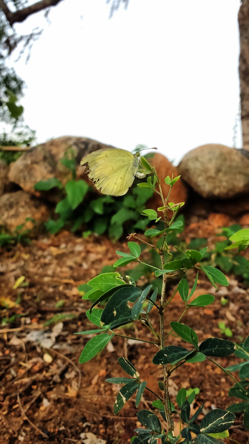 Butterfly