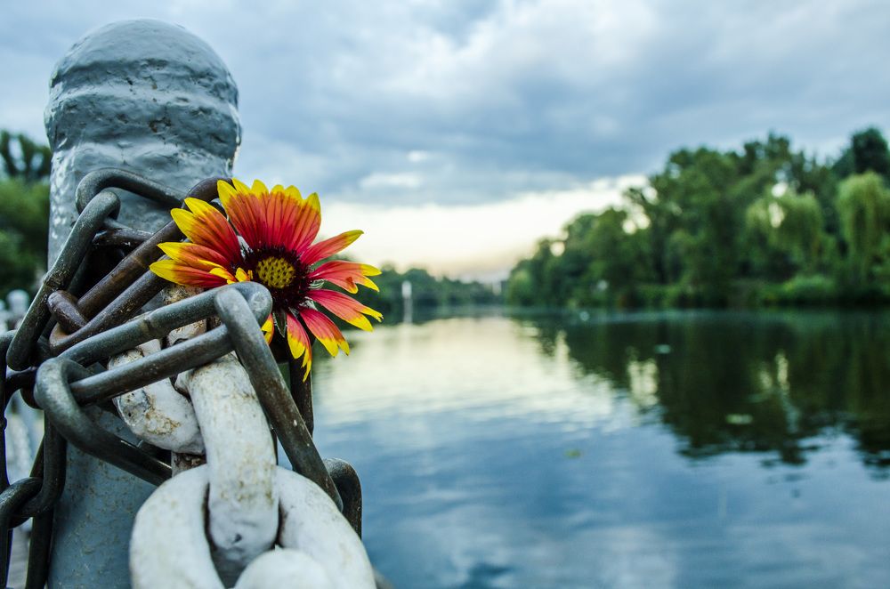 Окольцованный принц