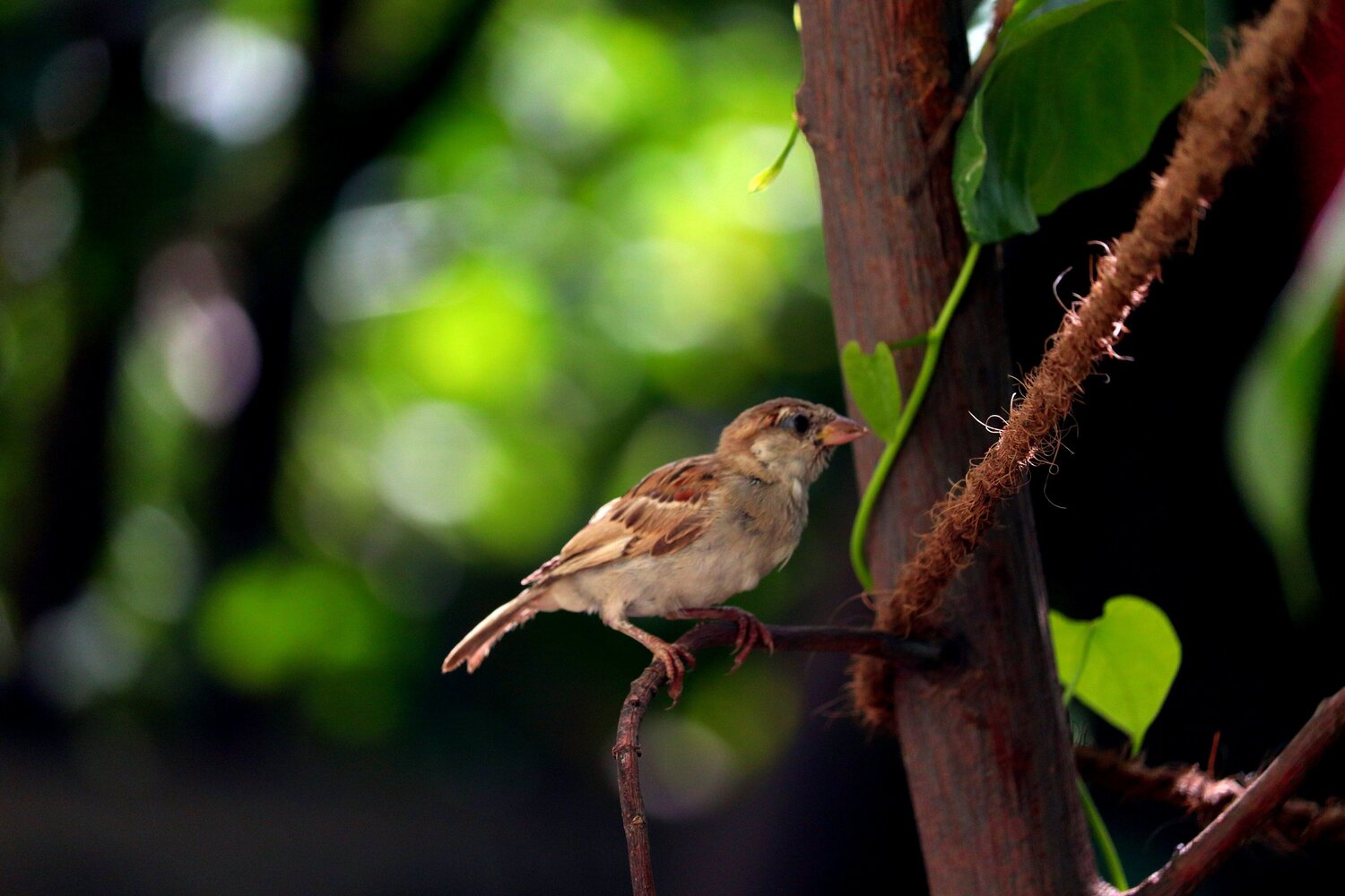 Sparrow