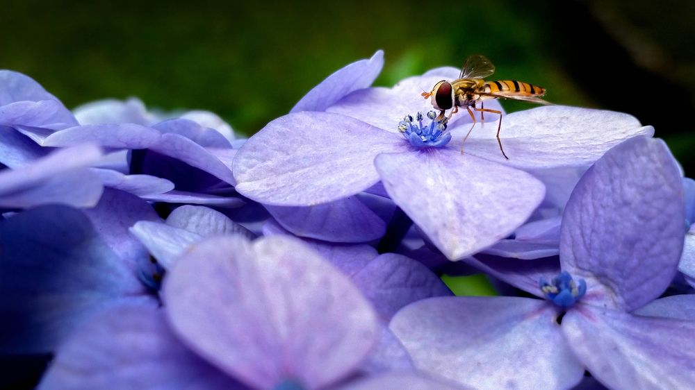 Bees on the tea of heaven