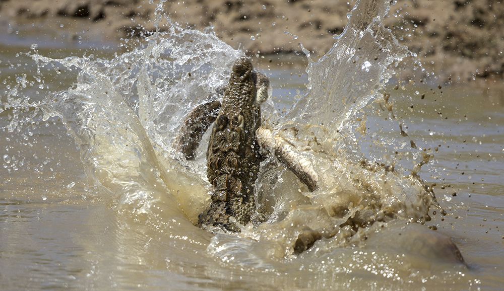 Hunter become a pray