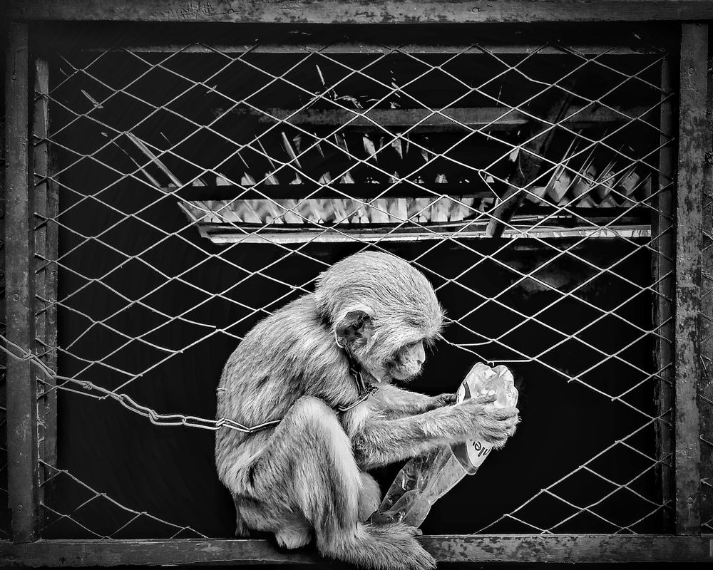 Black chapter of wild